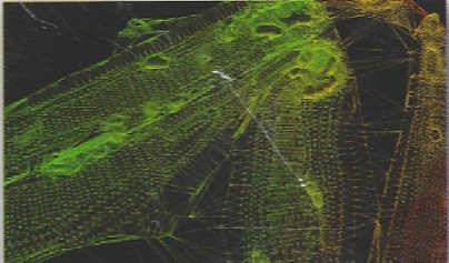 Pinehurst Golf Course, North Carolina - US